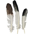 Eagle Tip Feather